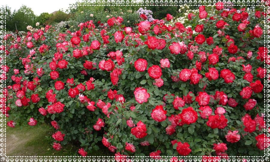 Jubilee du Prince de Monaco róże rabatowe